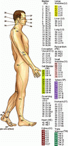 Acupuncture Points: Rear View