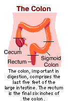 The Colon